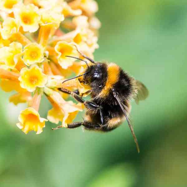 bumble bee - arthropods with detailed facts including diet, lifespan, weight and habitat information